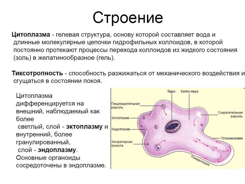 Зоология беспозвоночных - online presentation