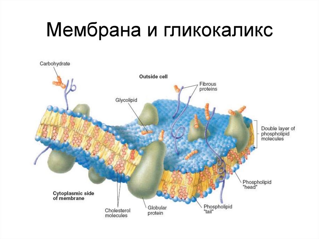 Мембрана и гликокаликс