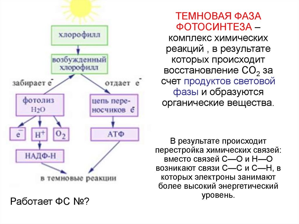 Реакции фазы фотосинтеза