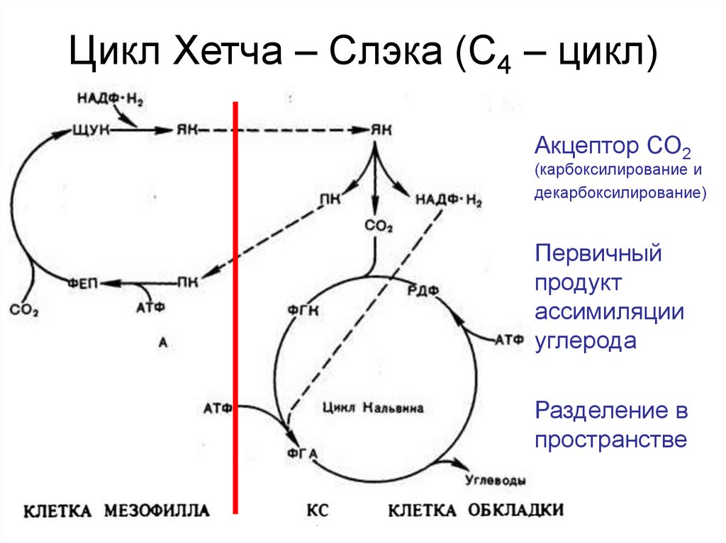 Четыре цикла