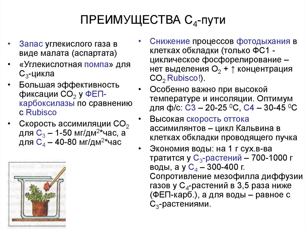 Темновая фаза фотосинтеза исходные продукты