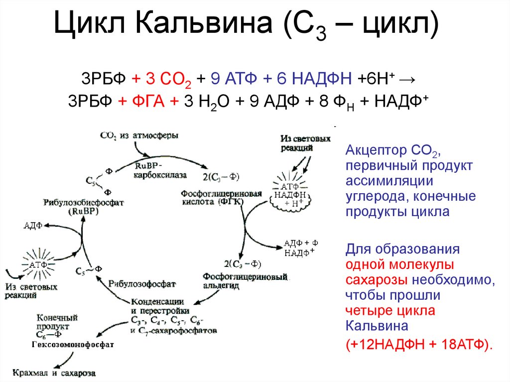 Образование атф темновая фаза. Темновая фаза фотосинтеза цикл Кальвина. Цикл Кальвина с3. Цикл Кальвина схема. Цикл Кальвина с3 и с4.