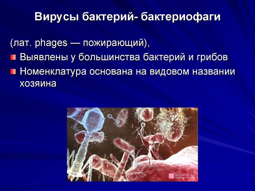 Вирусы бактерий- бактериофаги