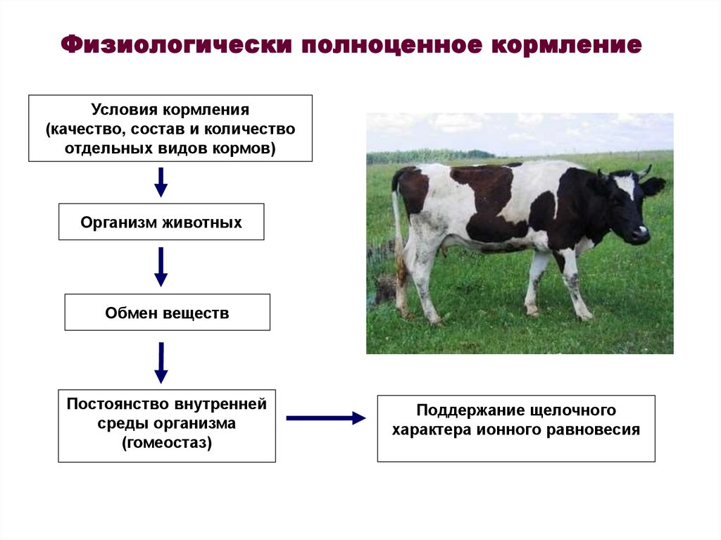 Как правильно сх. Основные принципы кормления крупного рогатого скота. Особенности кормления КРС. Повышение продуктивности коров. Особенности строения коровы.