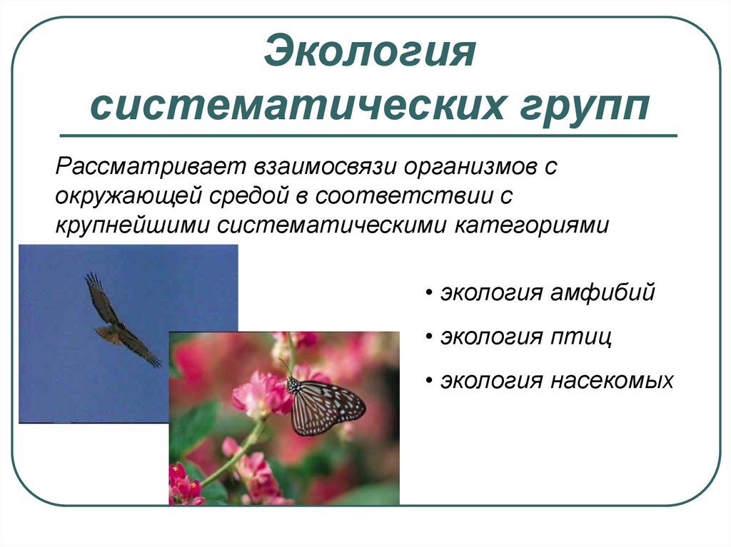 Группы экологических знаний. Экологические группы амфибий. Экологические группы насекомых. Взаимоотношения организмов с окружающей средой. Экология систематических групп.