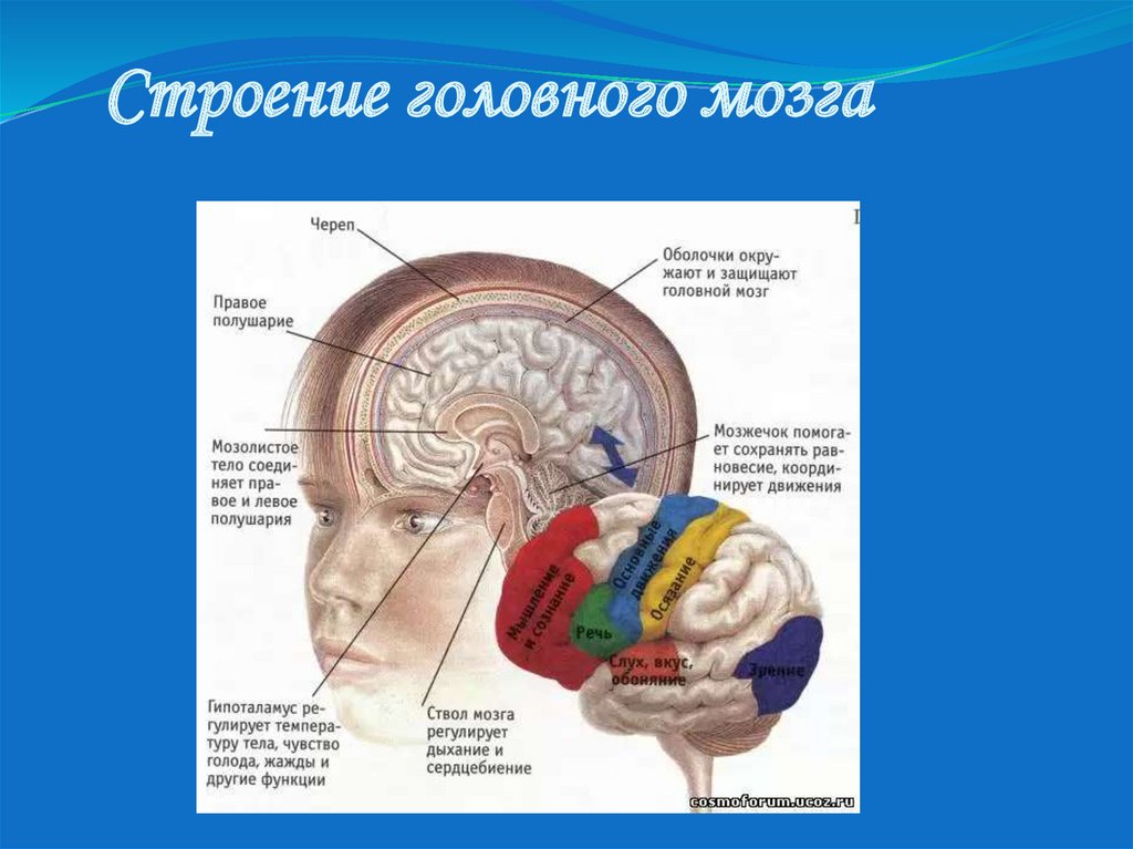 Мозги в черепной коробке. Строение головы. Строение головного мозга в черепной коробке. Крепление мозга в черепной коробке. Женский мозг в черепной коробке.
