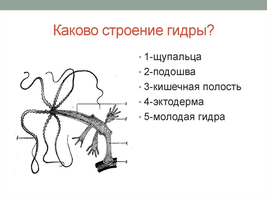 Гидра животное строение рисунок