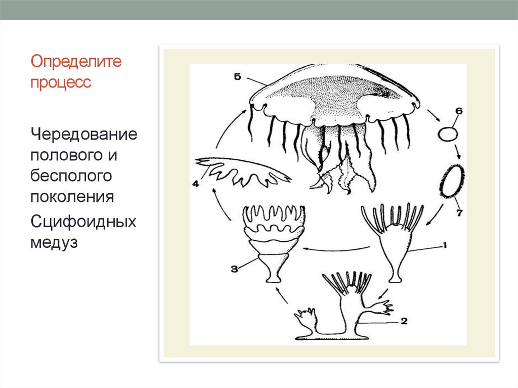 Размножение медузы схема