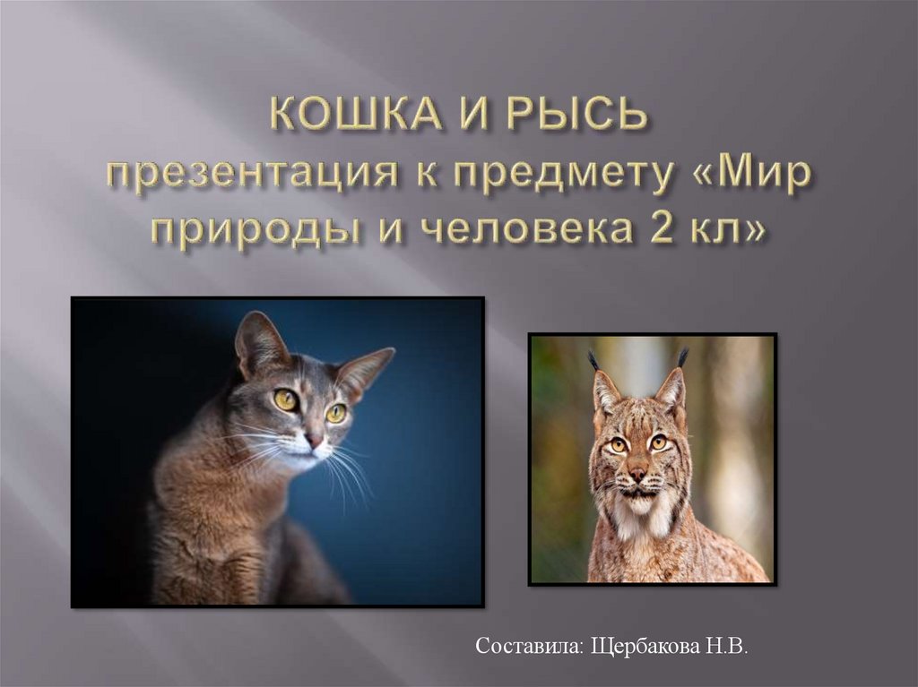 Рысь составить предложение. Рысь для презентации школа. рысь и надпись мое призвание.