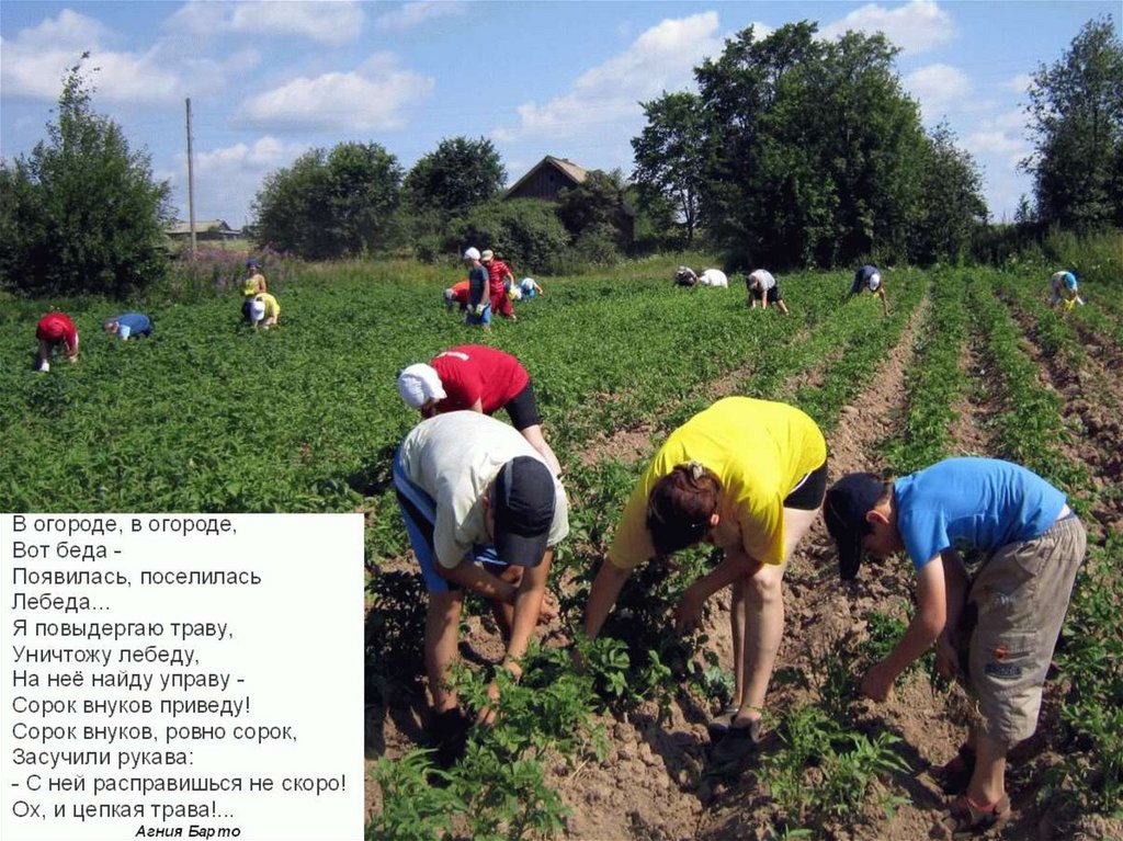 Презентация профессия овощевод