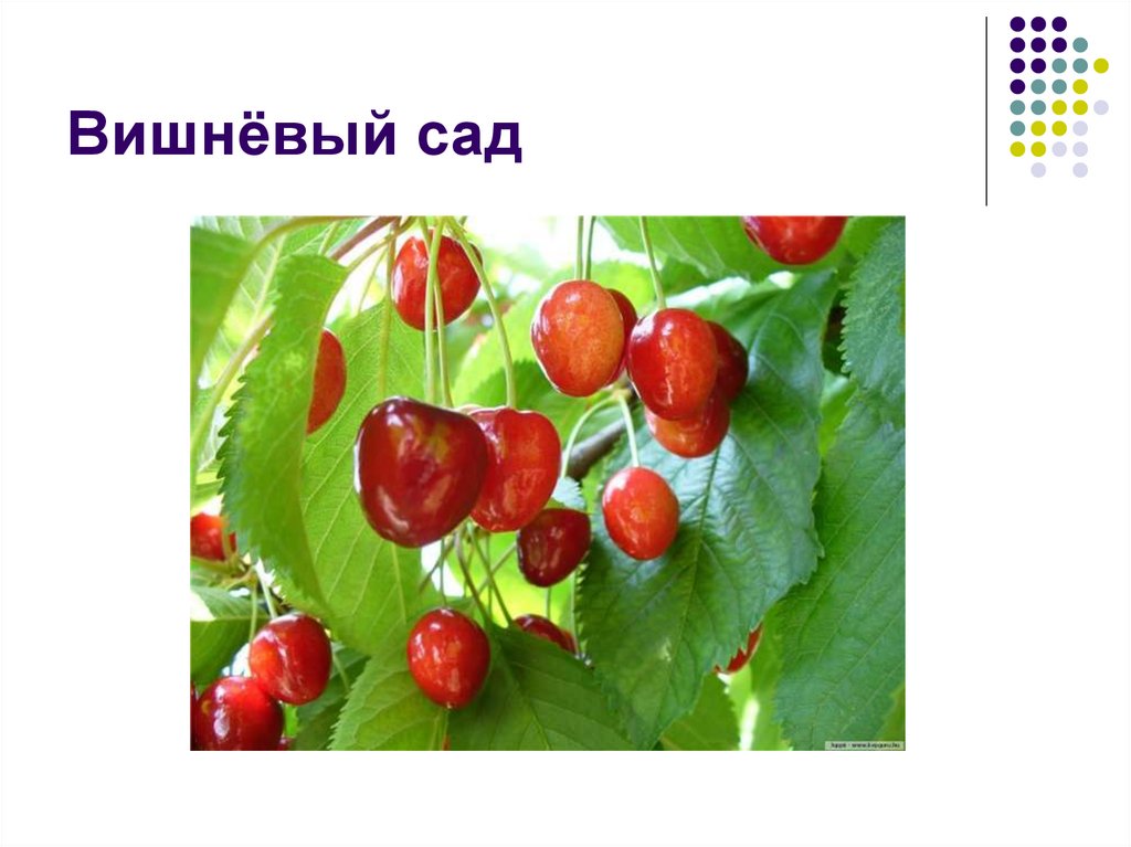 Вишнёвый сад