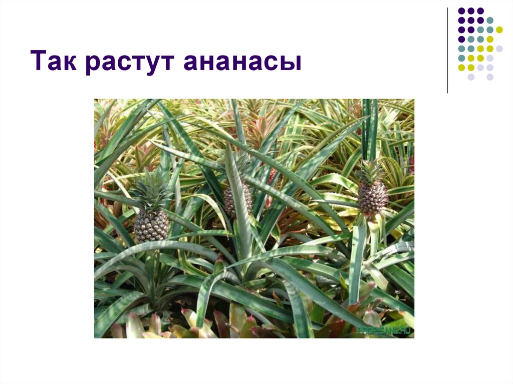 Так растут ананасы