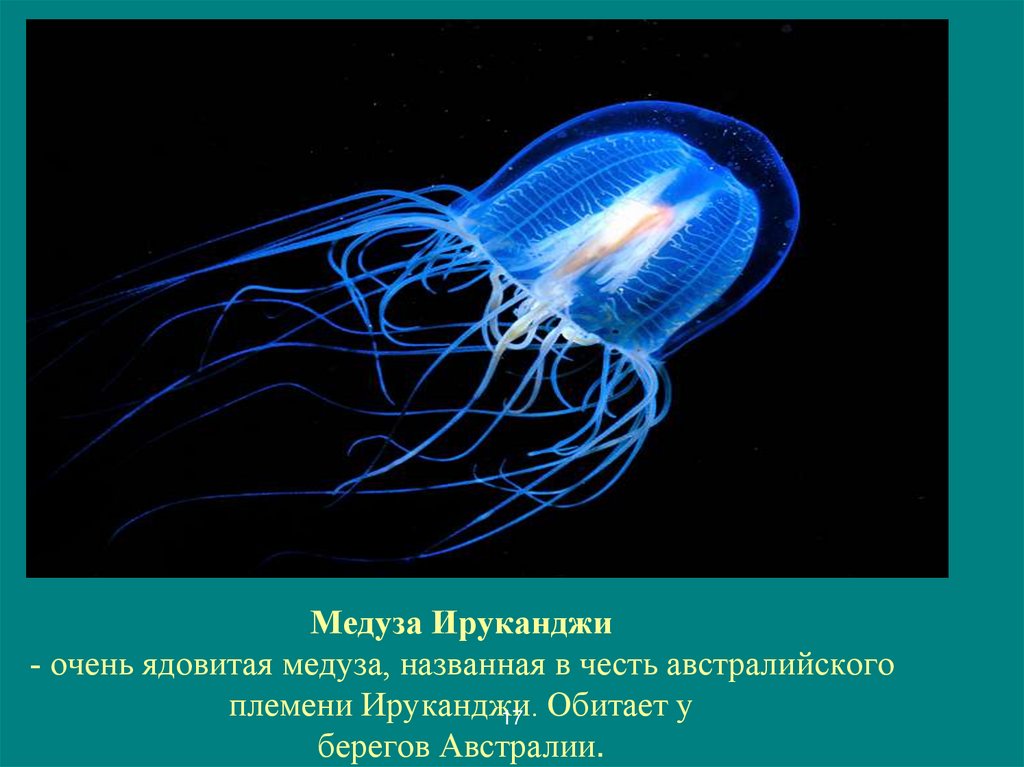 Медуза Ируканджи - очень ядовитая медуза, названная в честь австралийского племени Ируканджи. Обитает у берегов Австралии.