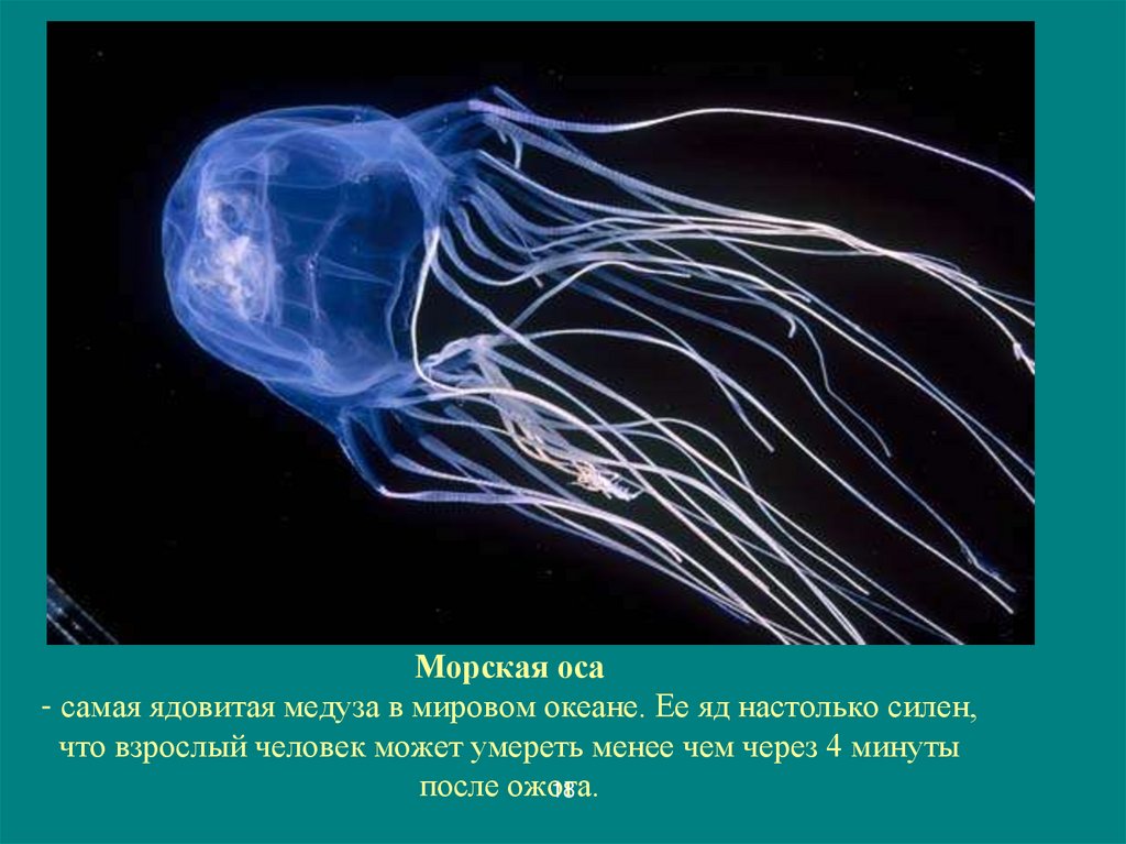 Морская оса - самая ядовитая медуза в мировом океане. Ее яд настолько силен, что взрослый человек может умереть менее чем через
