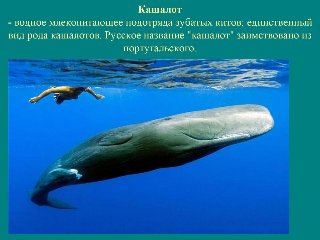 Кашалот - водное млекопитающее подотряда зубатых китов; единственный вид рода кашалотов. Русское название "кашалот"