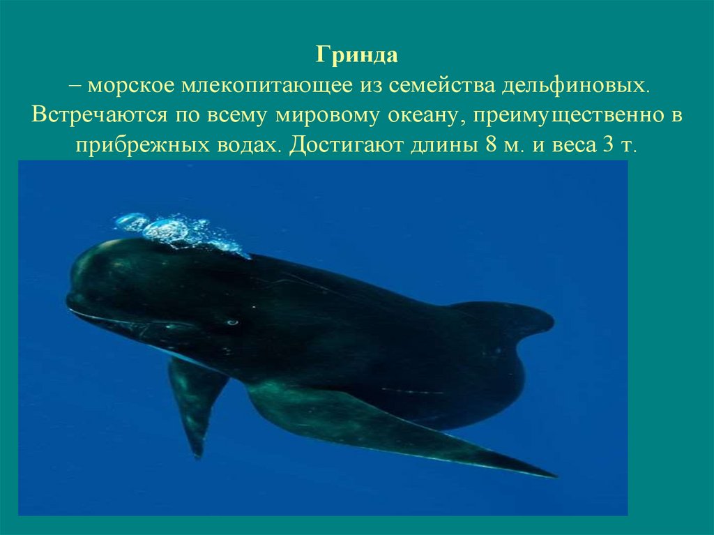 Гринда  – морское млекопитающее из семейства дельфиновых. Встречаются по всему мировому океану, преимущественно в прибрежных