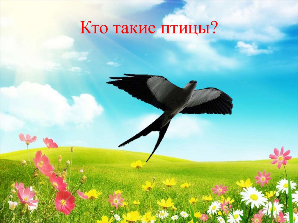 Презентация кто такие птицы. Кто такие птицы. Птицы окр мир. Кто такие птицы для детей. Урок окружающего мира в 1 классе кто такие птицы.