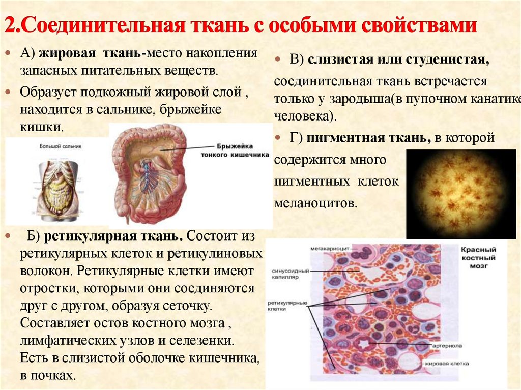 Какие органы входят в соединительную ткань