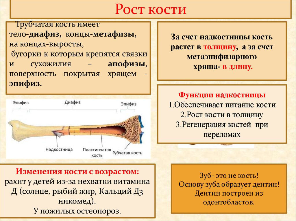 За счет чего растут кости. Трубчатая кость растет в длину за счет. Трубчатая кость растет в толщину за счет. Рост трубчатых костей. Рост трубчатой кости.