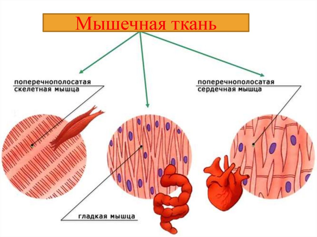 Основной какой системы является изображенная на рисунке клетка мышечной