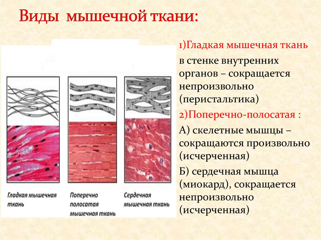 Особенности строения мышечной ткани ответ. Гладкая поперечно-полосатая и сердечная мышечная ткань таблица. Функции гладкой мышечной ткани гистология. Поперечнополосатая мышечная ткань Тип ткани. Виды скелетно поперечно-полосатые мышечные ткани.