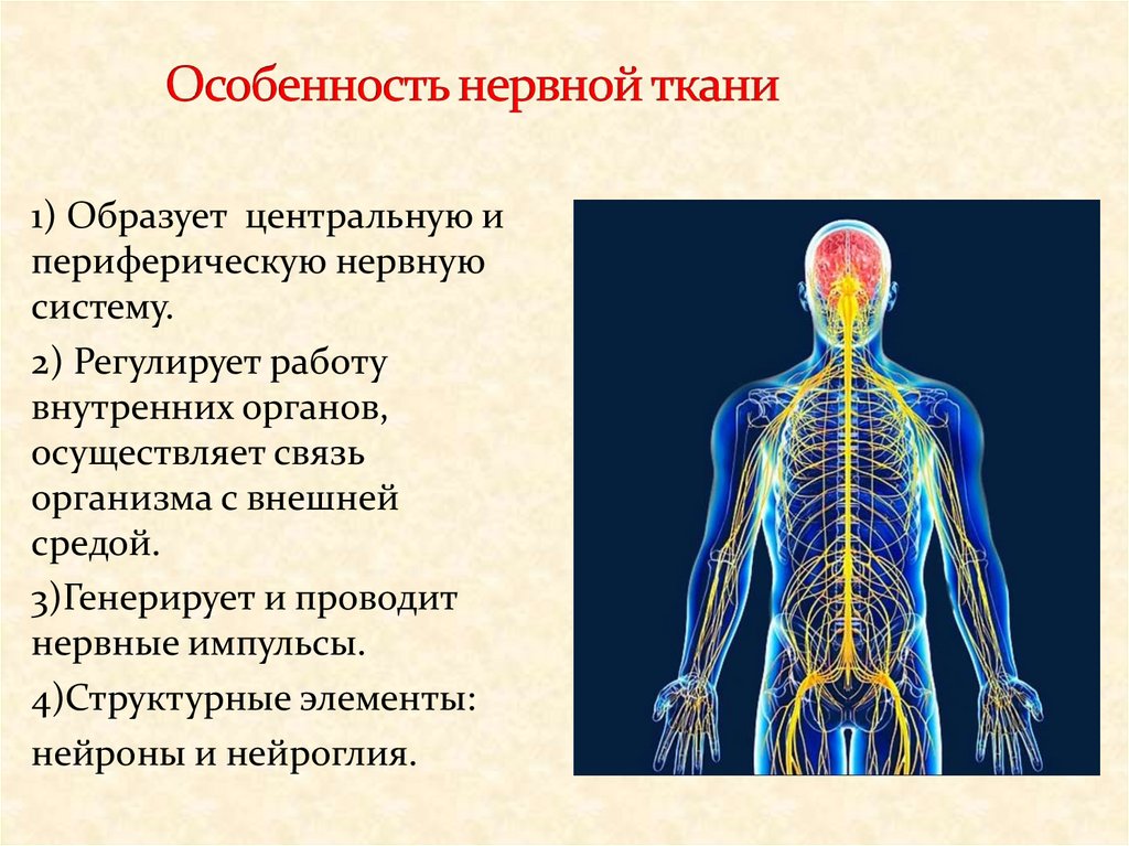 Органы входящие в центральную нервную систему