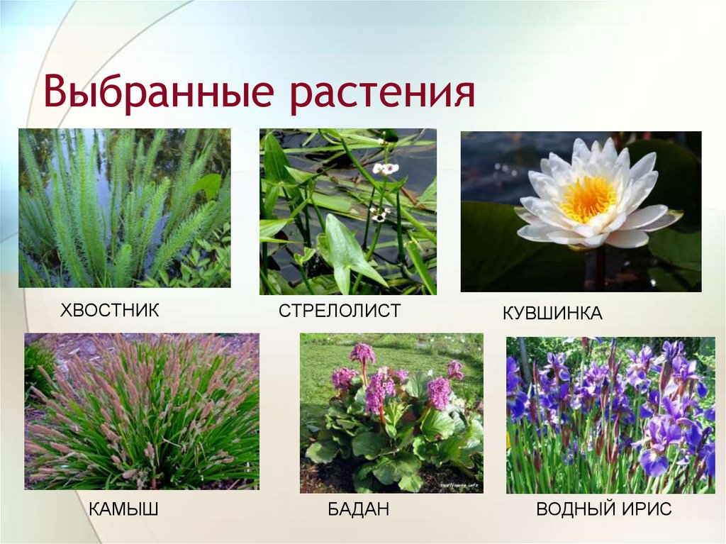 Выбранные растения