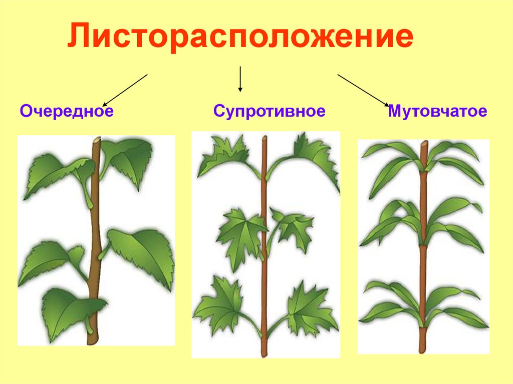 Нарисовать это какой вид