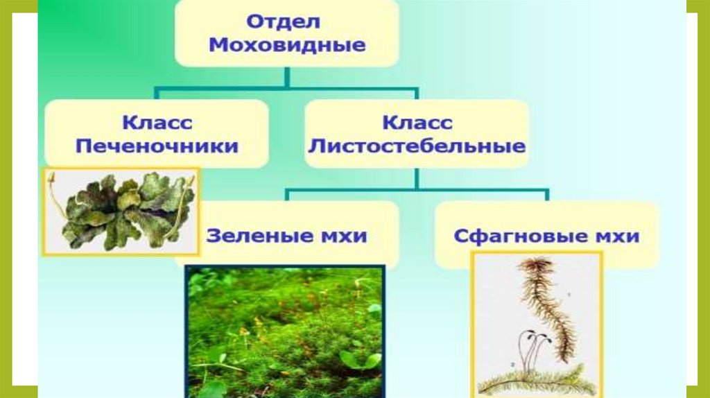 Почему некоторые животные выглядят как растения презентация