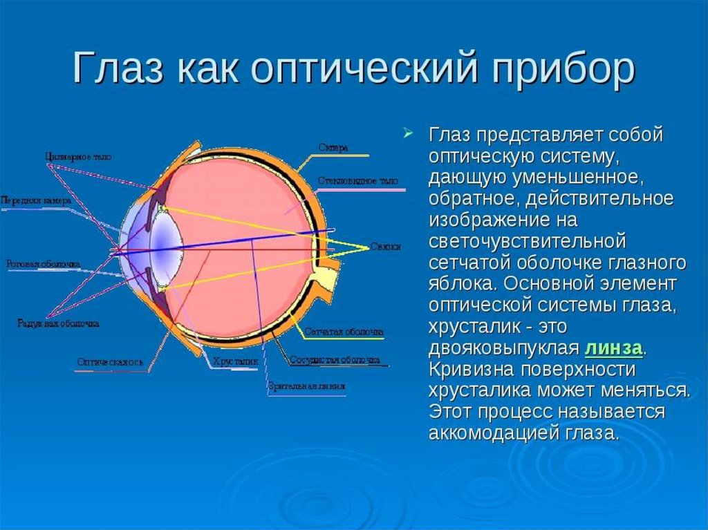 Какое образование относят к оптической системе глаза. Глаз и оптические приборы физика. Строение оптической системы глаза. Основные свойства глаза как оптического прибора. Оптическое устройство глаза.