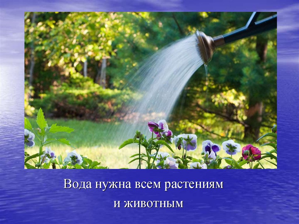 Нужны водные. Вода нужна всем. Вода нужна растению для. Всему живому нужна вода. Всем живым нужна вода.