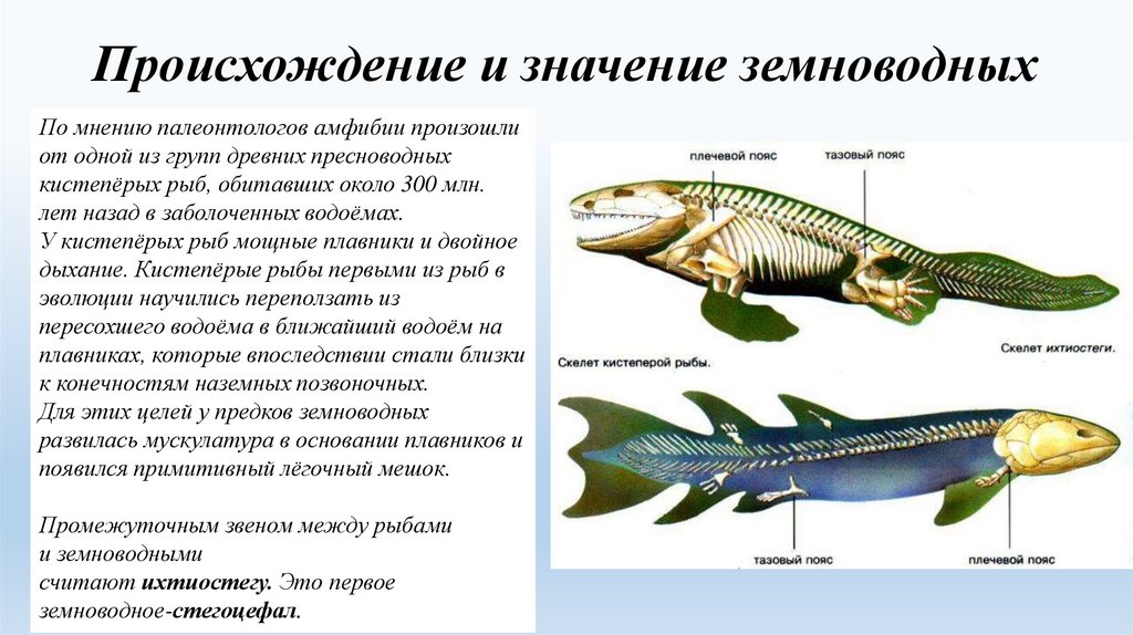 Древние земноводные произошедшие от древних рыб. Класс земноводные. Кистеперые рыбы и земноводные. Происхождение земноводных от кистеперых рыб. Происхождение земноводных.