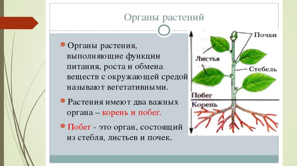Значение роста в жизни растений 5. Органы растений. Строение органов растений. Органы растений и их функции. Название органов растений.