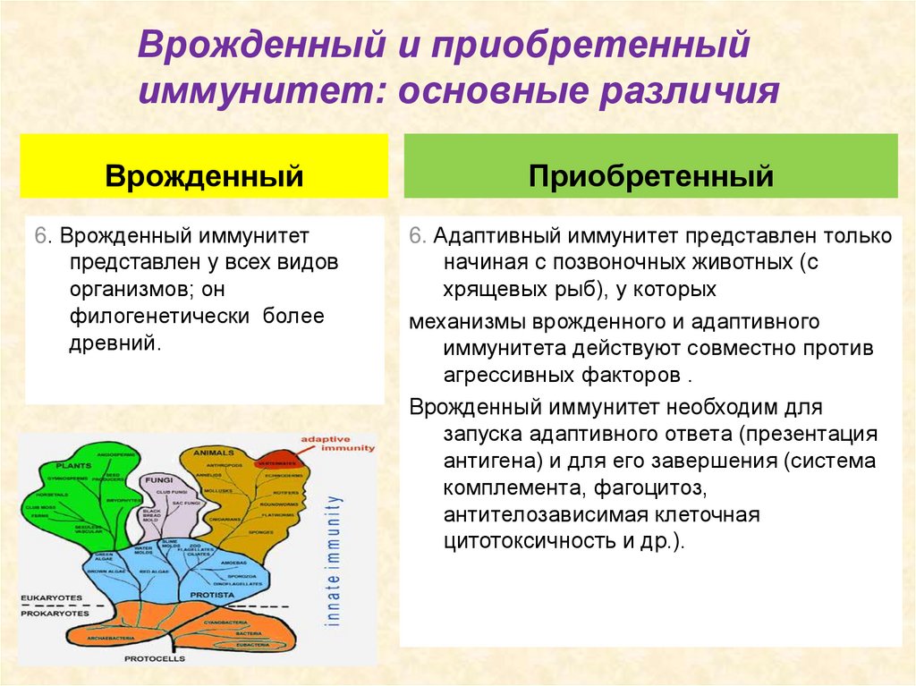 Врожденный и приобретенный иммунитет презентация