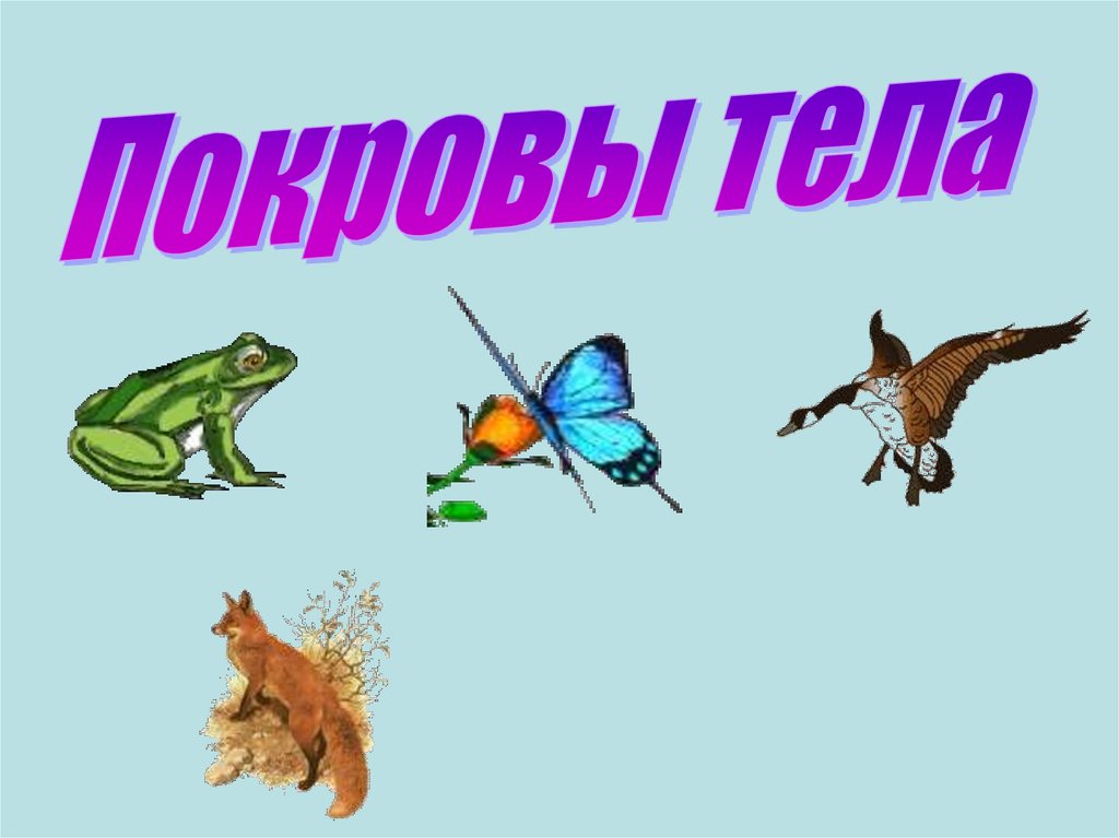 Покровы тела презентация