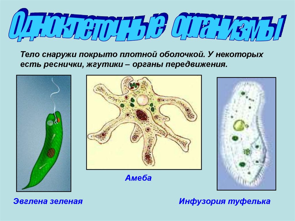 Амеба обыкновенная и инфузория туфелька. Эвглена зеленая одноклеточных животных. Одноклеточные организмы эбоена зеленая. Эвглена зеленая амеба и инфузория. Одноклеточные животные эвглена зеленая.