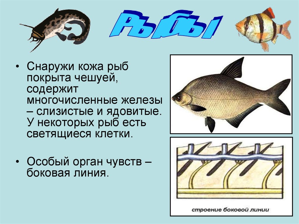Слизь которой покрыта рыба выделяется. Кожные железы у рыб. Кожа рыбы. Кожный Покров рыб. Кожа рыб покрыта.