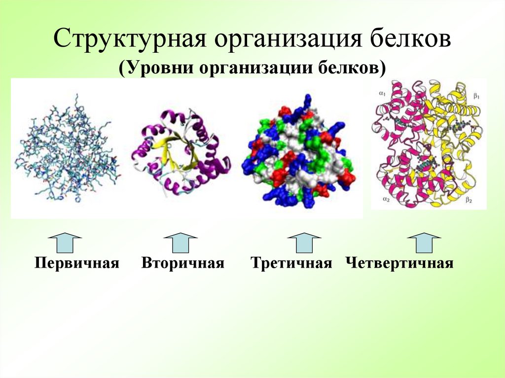 Структурная организация белков (Уровни организации белков)