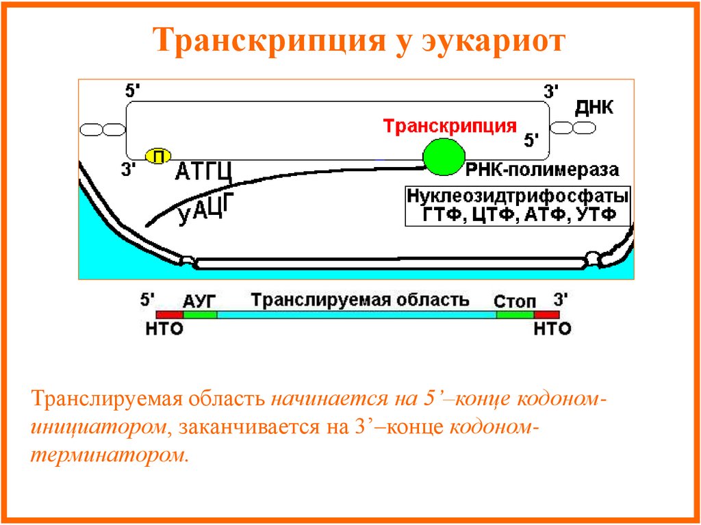 Особенности транскрипции у эукариот