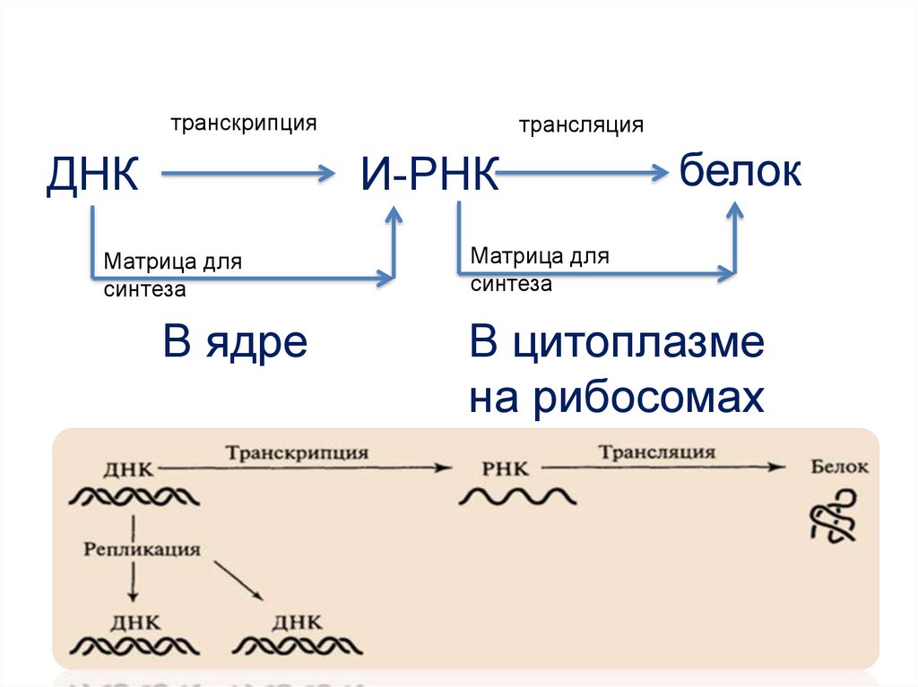 Ядра транскрипция. Транскрипция презентация. Транскрипция бумажного образования всех персонажей. Транскрипция х1умазах-.