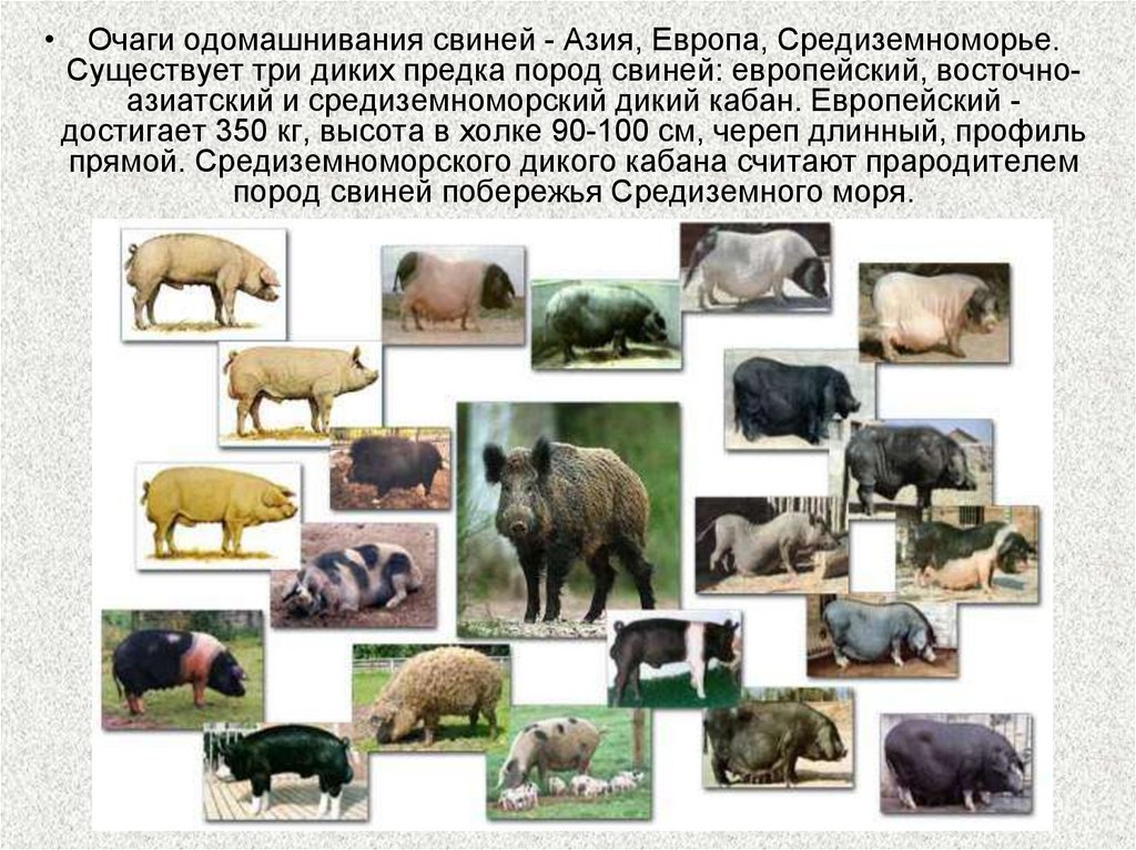 Происхождение породы животного. Одомашнивание кабана. Предки домашних животных. Дикие предки животных. Породы диких свиней.