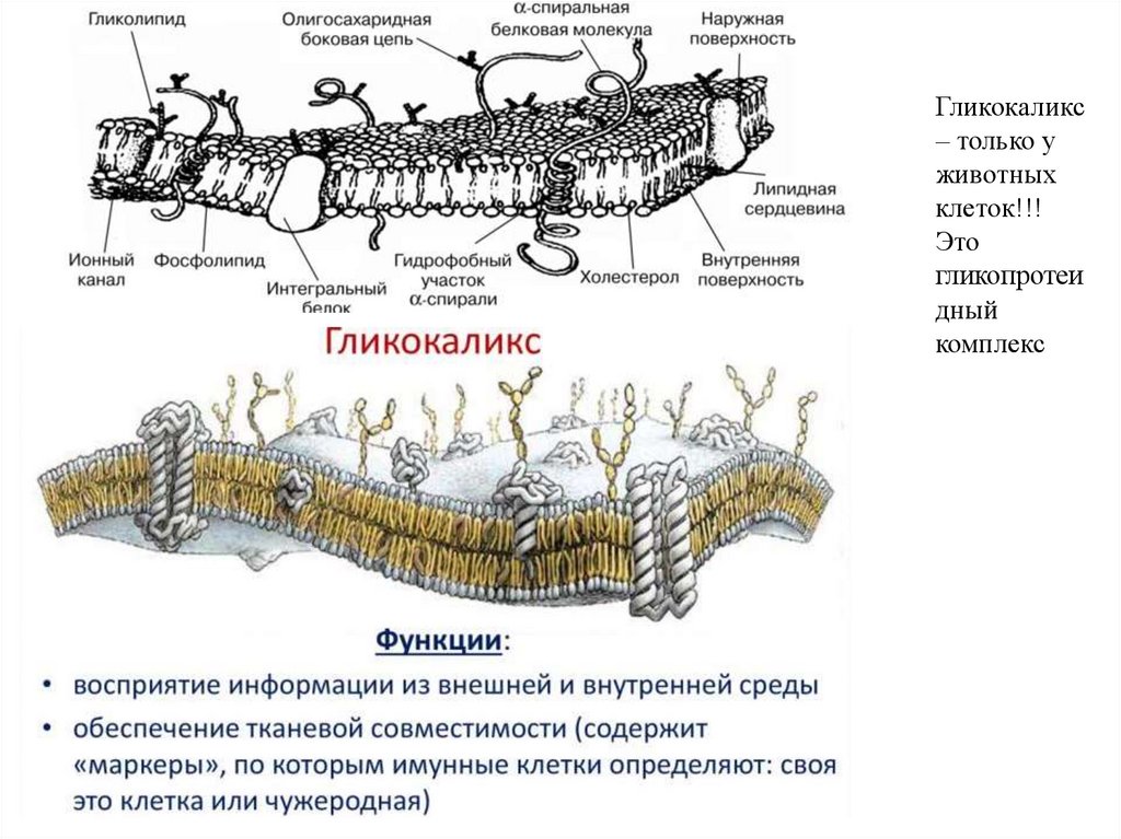 Проницаемость цитоплазматической мембраны