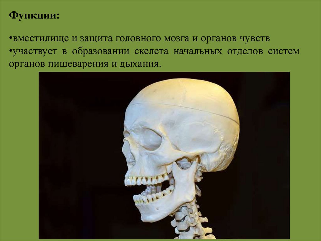 Скелет головы функции. Скелет головы. Скелет головы череп. Функции скелета головы. Презентация скелет головы.