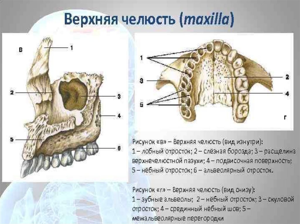 Полости в костях черепа