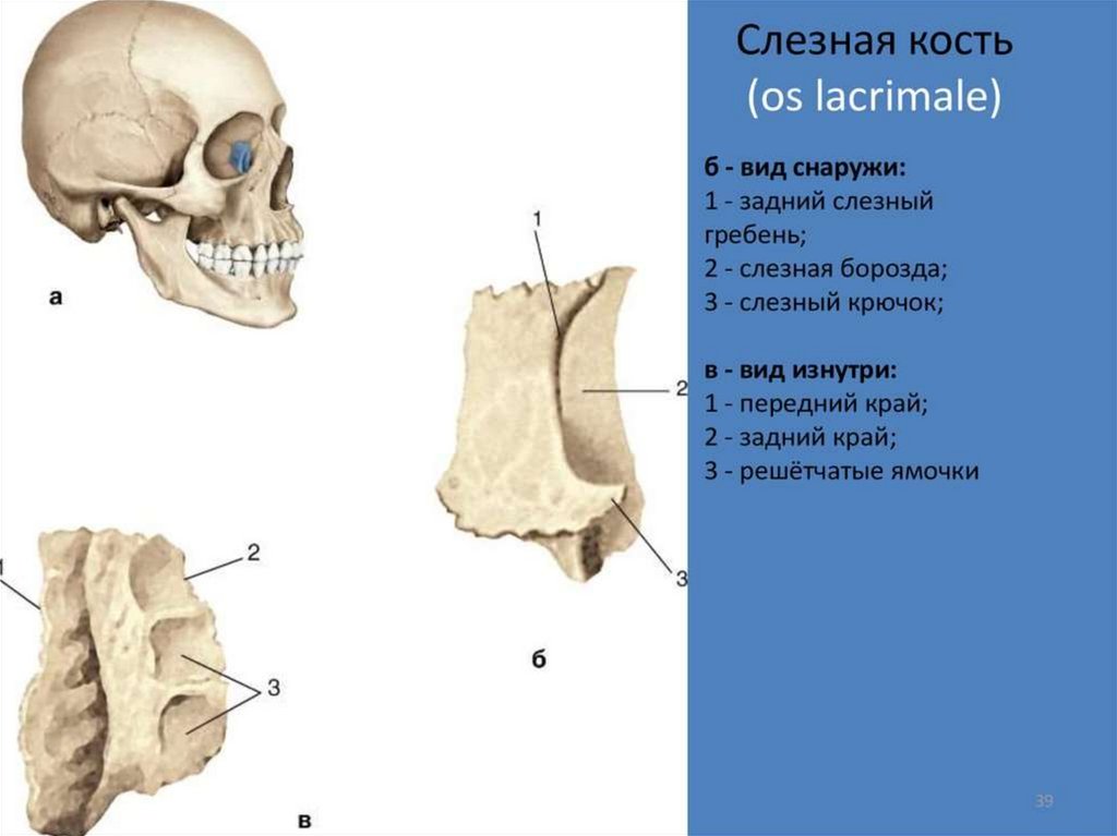 Полость кости