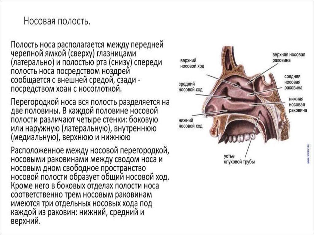 Полость кости