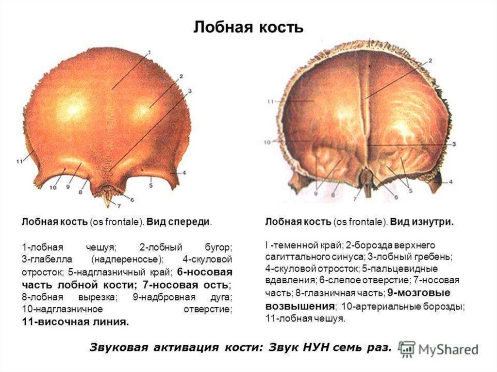 Лобная кость отростки. Лобная кость анатомия вид снизу. Строение лобной кости черепа человека анатомия. Лобная кость строение изнутри.