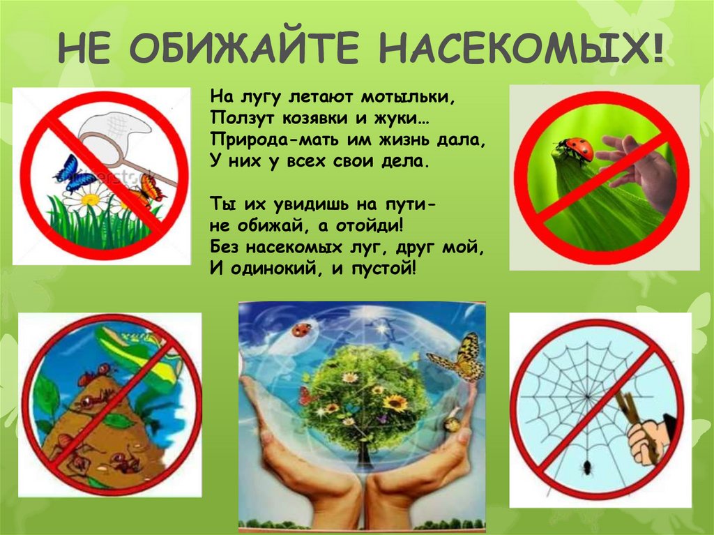 Картинки не обижай насекомых