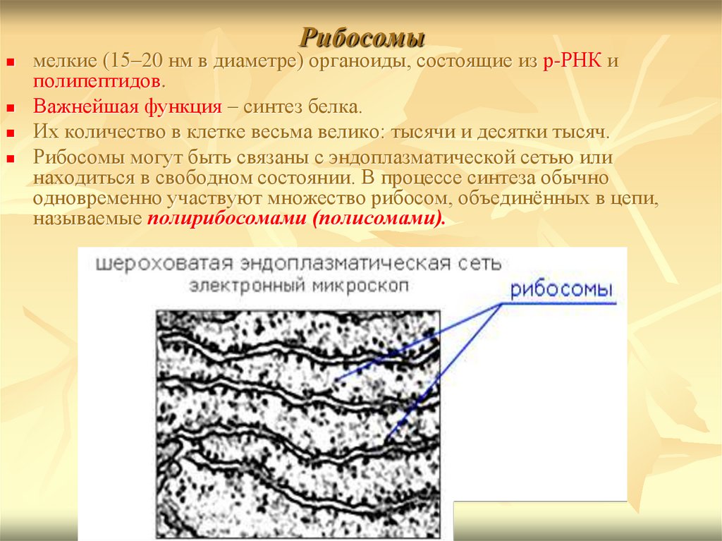 Биосинтез белка органоид. Органоиды клетки рибосомы. Синтез РНК органоид. Функции рибосом клетки Синтез белка в. Роль рибосом в синтезе белка заключается в.