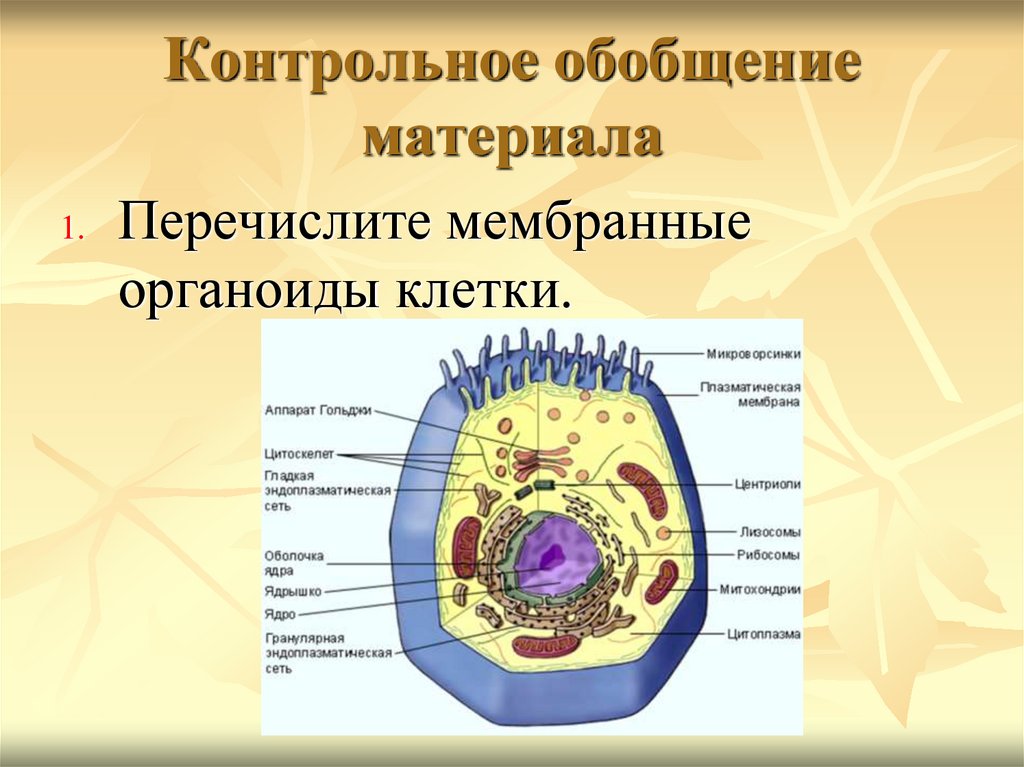 Внутренняя среда клеток органоид. Органоиды клетки микроворсинки. Основные органеллы клетки презентация. Роль органоидов клетки 9 класс. Мембранные органоиды клетки рисунок.